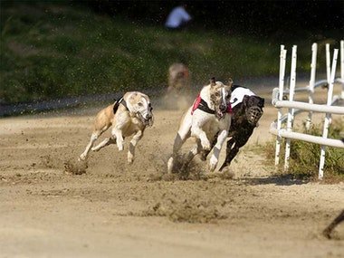 Newcastle Greyhound Racing