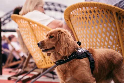 DOG ON THE TYNE: CANINE-CAPERS ON THE QUAYSIDE  in Newcastle upon Tyne