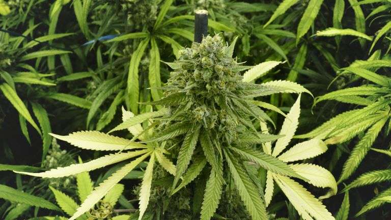 The potential benefits of medical cannabis for fibromyalgia and migraines: A Newcastle perspective in Newcastle upon Tyne